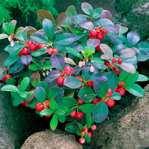 Αιθέριο Έλαιο Γωλθερίας